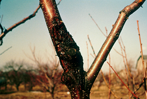 Infestation often causes a flow of frass-containing gum.