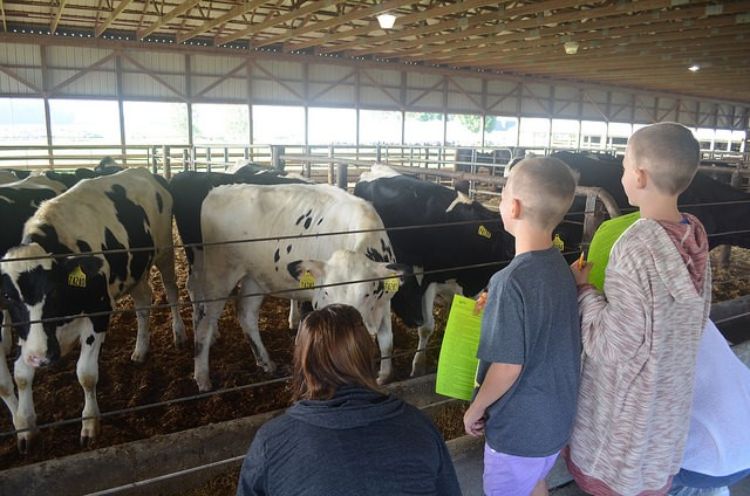 People looking at cows.