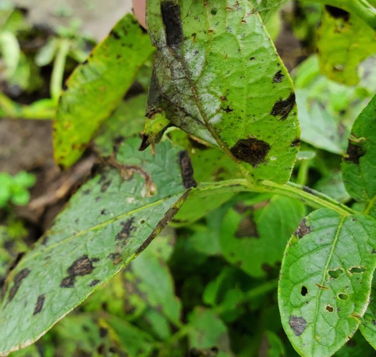 Potato leaves exhibiting early and late blight symptoms