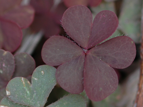  Creeping Woodsorrel5.jpg 