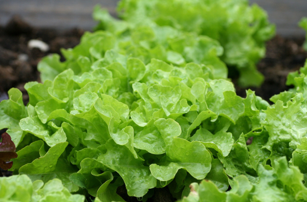 Leaf lettuce