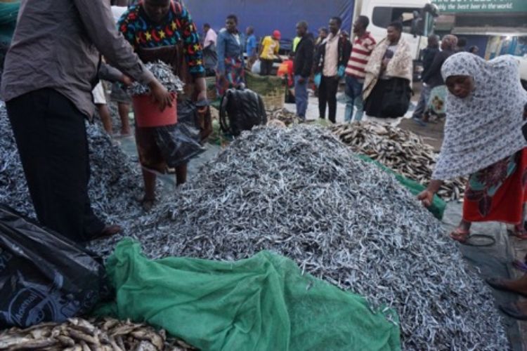 Women sorting fish from Lake Malawi. Photo by Abigail Bennett