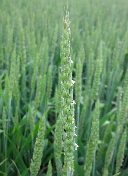 Wheat flowers and completes pollination in about five days. Photo credit: James DeDecker, MSU Extension