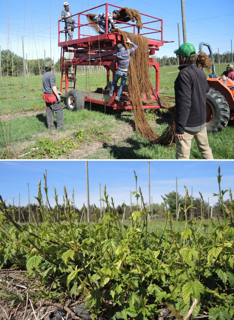 Hanging coir strings in northwest Michigan (top) and hop regrowth following spring pruning (bottom). All photos by Erin Lizotte, MSU Extension.