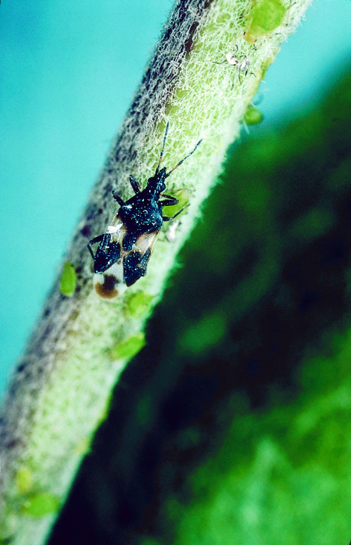 Adults are similar size to the mullein plant bug, but their head is narrower and their wings are colored contrasting white and black. 