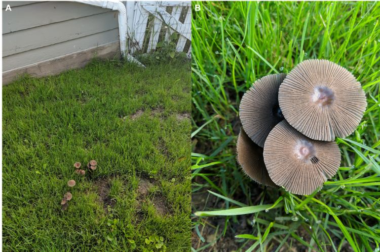 Habitat (A) and close up (B) of inky-cap species Parasola auricoma