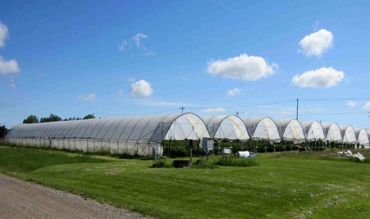 Multibay high tunnels.