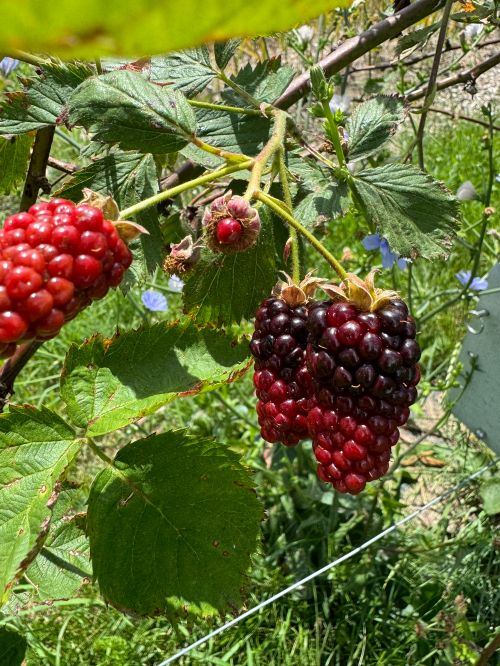 Reddish-black berries