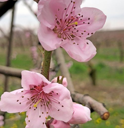 Peaches in bloom