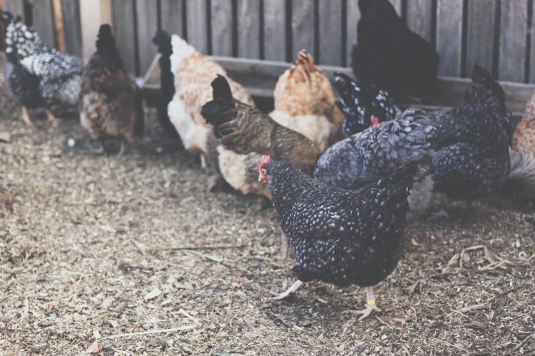 Various poultry at a farm.