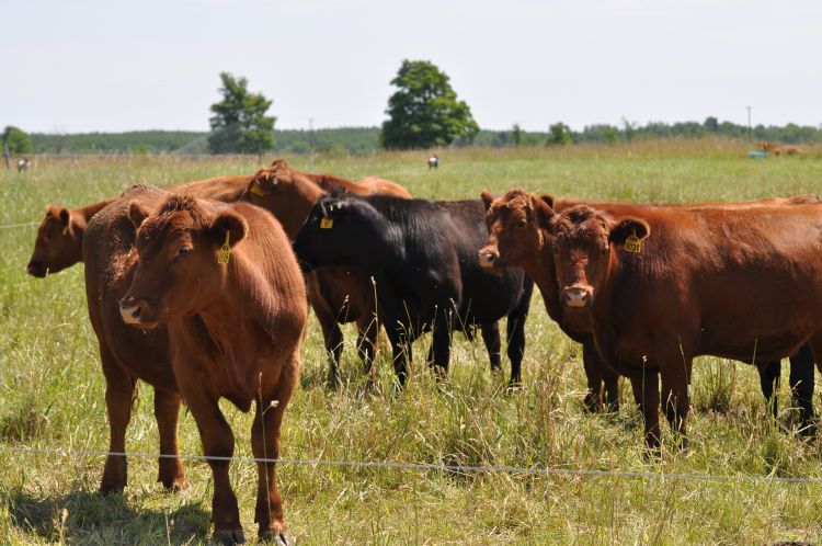 Cows grazing on grass