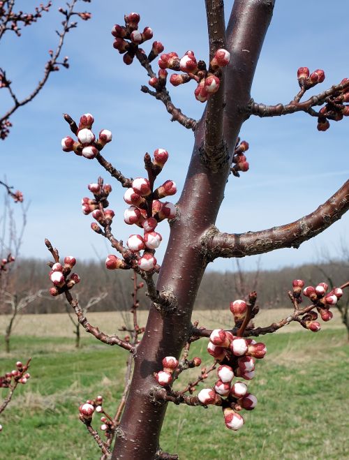 Apricots near bloom