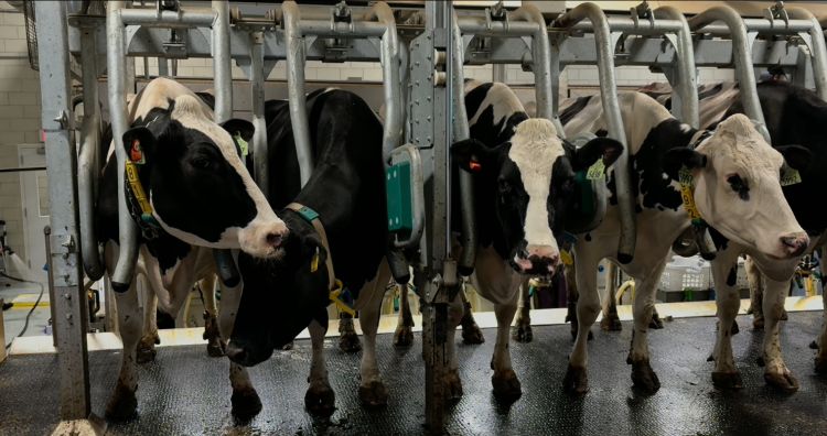 black and white cows with their heads between silver metal bars in a milking parlor