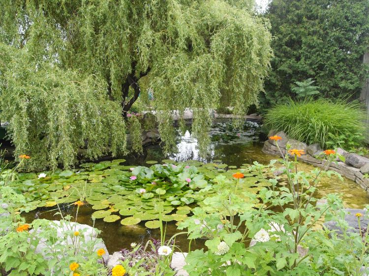 Water gardens can be the focal point of a landscape, but without precautions they can be a source of aquatic invasive species. Photo credit: Paige Filice, MSU