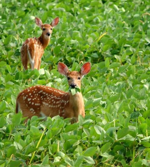 Two fawns standing in a soybean field. One fawn has soybean plants hanging from its mouth.