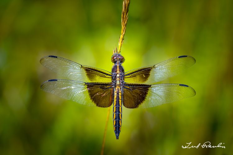 twelve spotted skimmer dragonfly