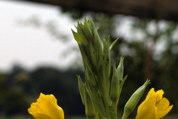 Evening primrose