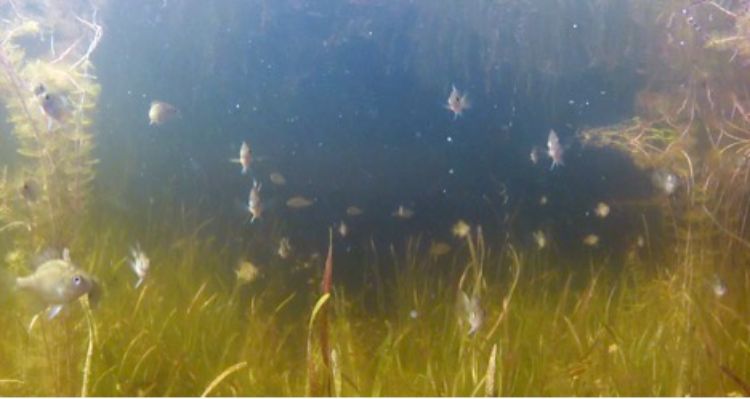 Young bluegill don’t venture far from the safety provided by aquatic plants. Dan O'Keefe | Michigan Sea Grant