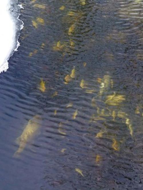 The extremely cold winter may have resulted in a winter fish kill in your fishpond, Photo courtesy Michigan Department of Natural Resources.