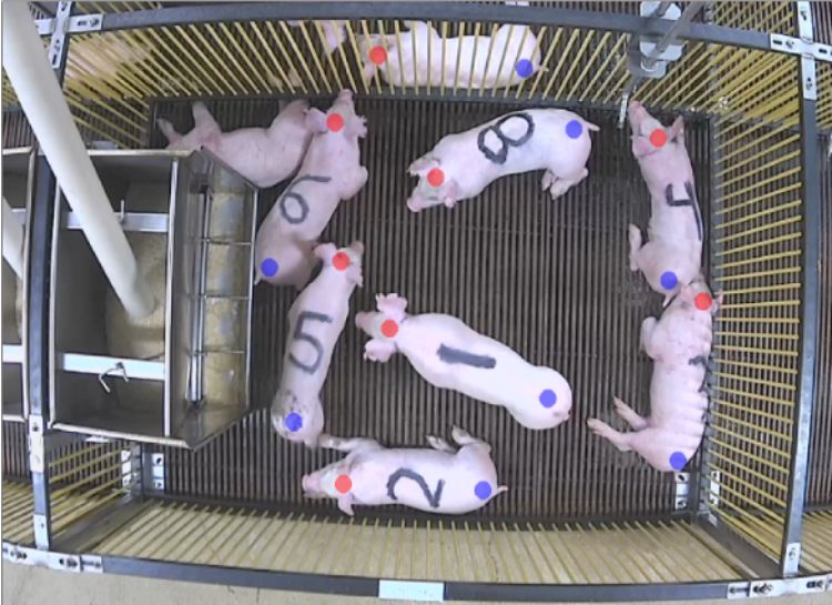 pigs being sorted