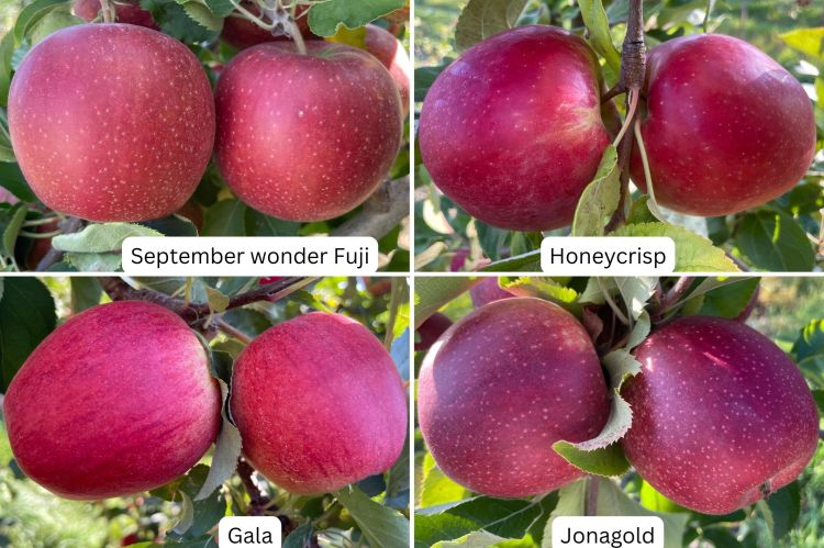 Four images of apples labeled September wonder Fuji, Honeycrisp, Gala and Jonagold.