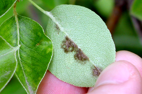  Pinpoint spots enlarge and become velvety brown to olive green with indistinct margins. 