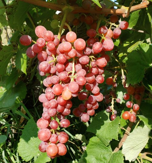 Table grapes