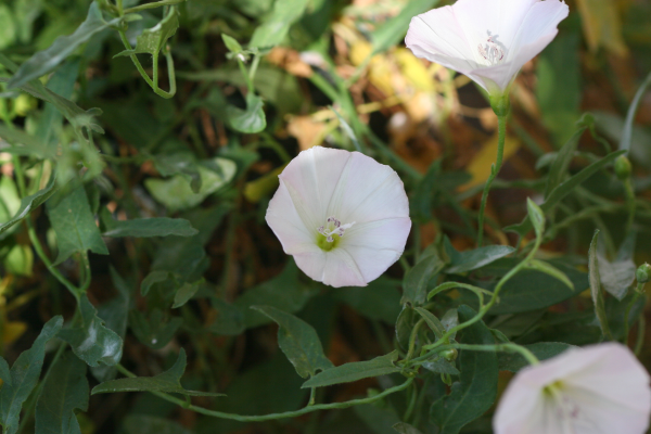 field bindweed