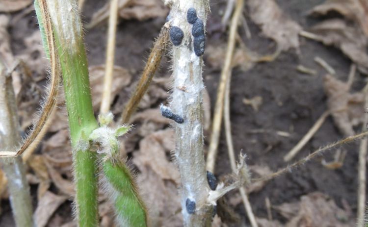 white fuzzy mold with black spots on a stem