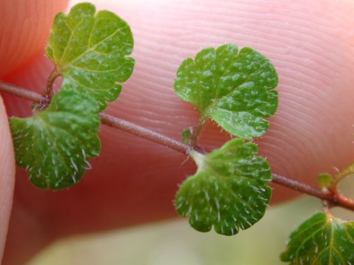  Corn Speedwell2.jpg 