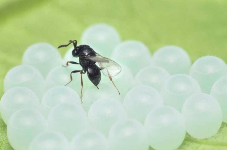 samurai wasp on stink bug eggs