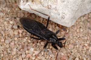 Early July home and garden insect highlights - MSU Extension