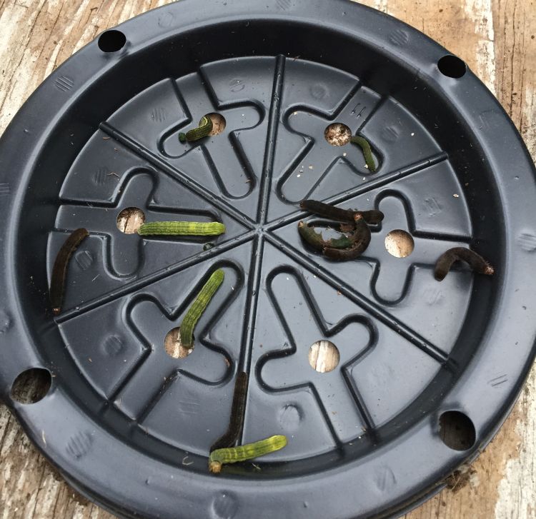 Caterpillars on a plastic tray