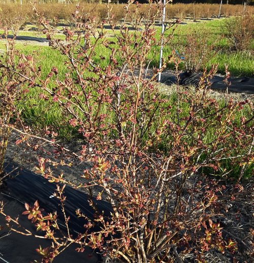 Blueray blueberry variety.