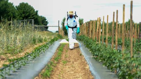 Applicator Utilizing a Backpack Sprayer with Hood in Vegetables