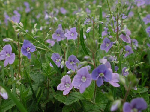 Germander Speedwell5.jpg