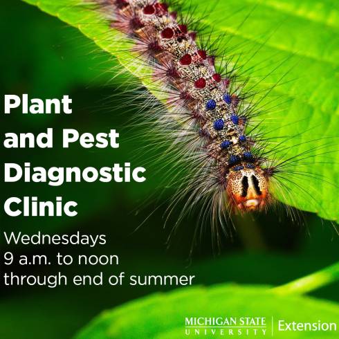 caterpillar on a leaf