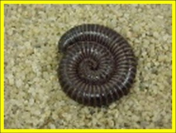 millipede