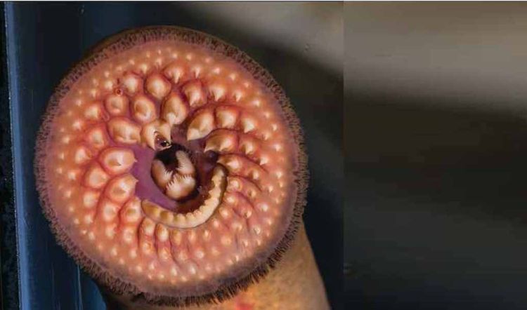 Sea lamprey