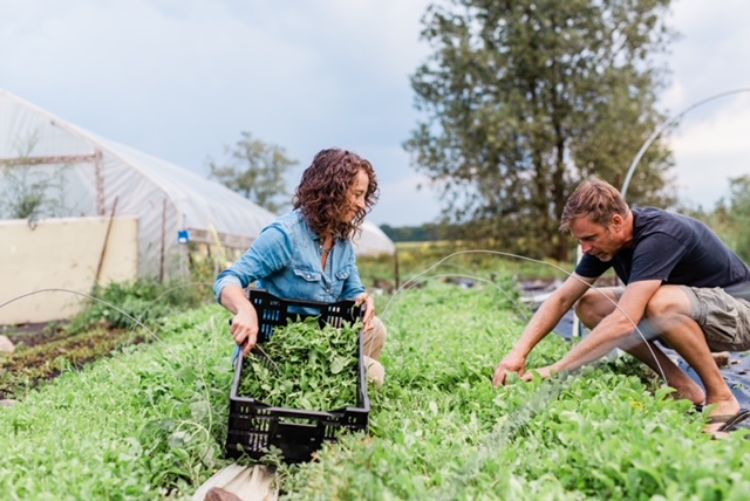 Farmers harvest greens.