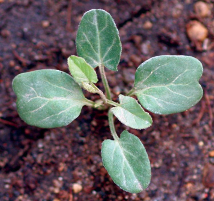 Seedling of field bindweed