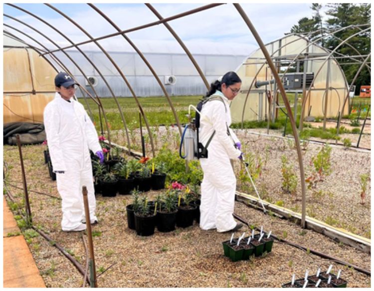Two people wearing white protective suits and gloves apply treatment to potted plants inside a greenhouse, using backpack sprayers while rows of plants and irrigation lines are visible around them.