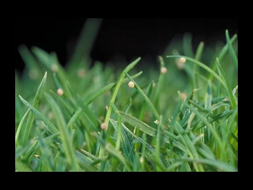 Cutworm Eggs On Grass Blades