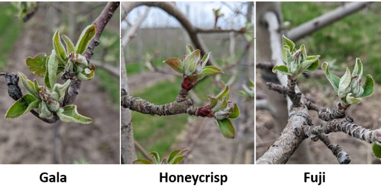 Gala, Honeycrisp and Fuji apple buds.