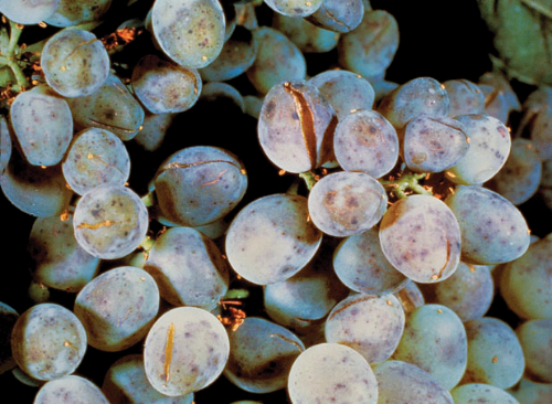  Berries speckled with “measles.” 