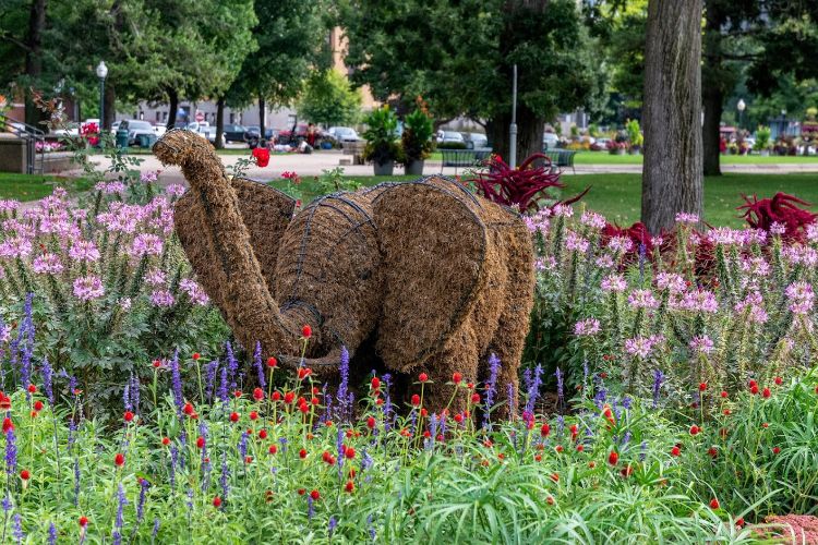 Elephant topiary in Bronson Park