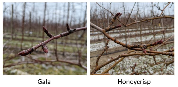 Gala and Honeycrisp apple buds.