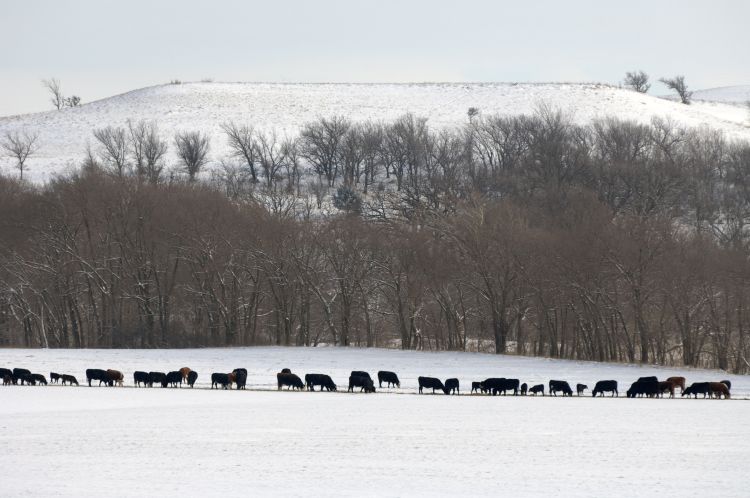 A long line of beef cattle stands and grazes across a snow-covered field in winter, with leafless trees in the background and a snow-dusted hillside rising behind the tree line under a pale sky.