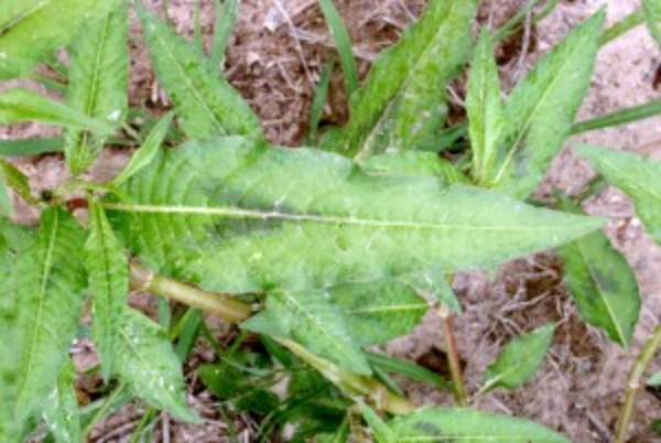 pennsylvania smartweed