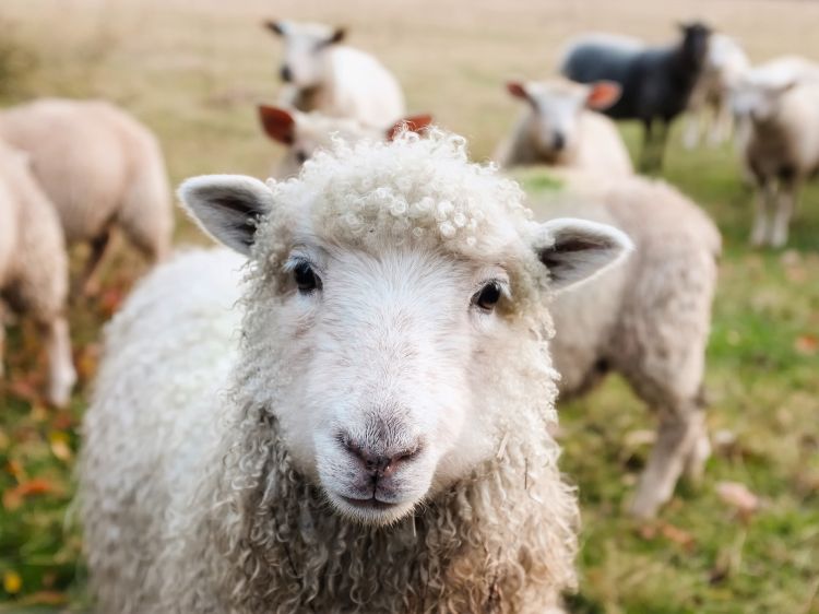 A Sheep looking into the camera